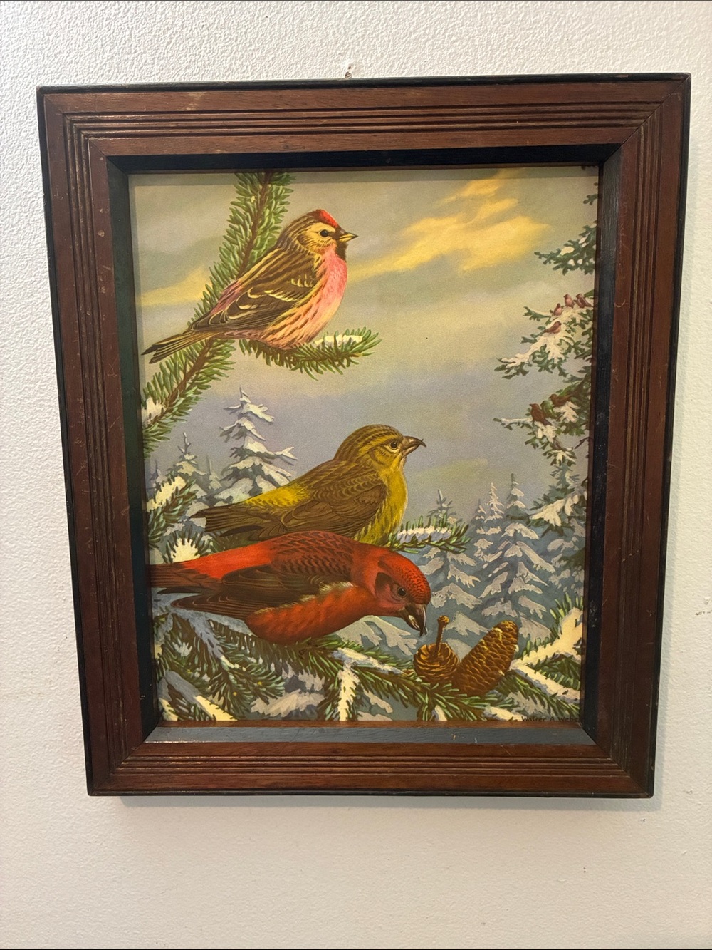 Framed Winter Birds Wall Art - Walter A Weber
